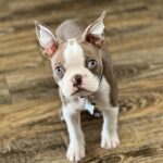 Lilac Boston Terrier