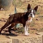 Brindle and white Boston Terrier