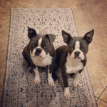 full grown blue boston terrier