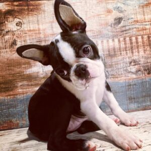 Boston Terrier Ears