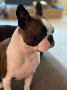 Boston Terrier Health issues