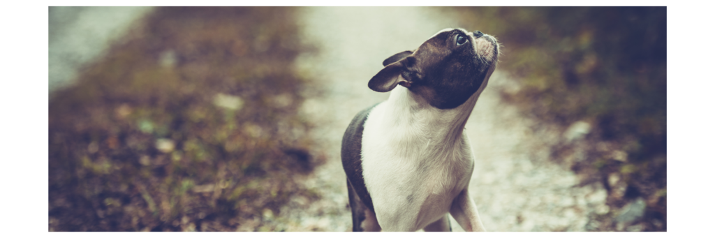 Boston Terrier size and weight