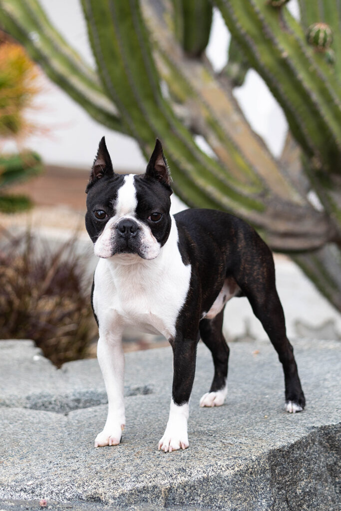 Boston Terrier JHC