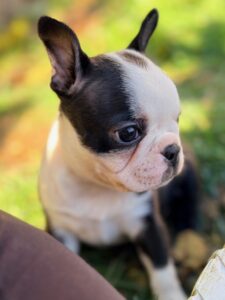 Boston Terrier Health Issues